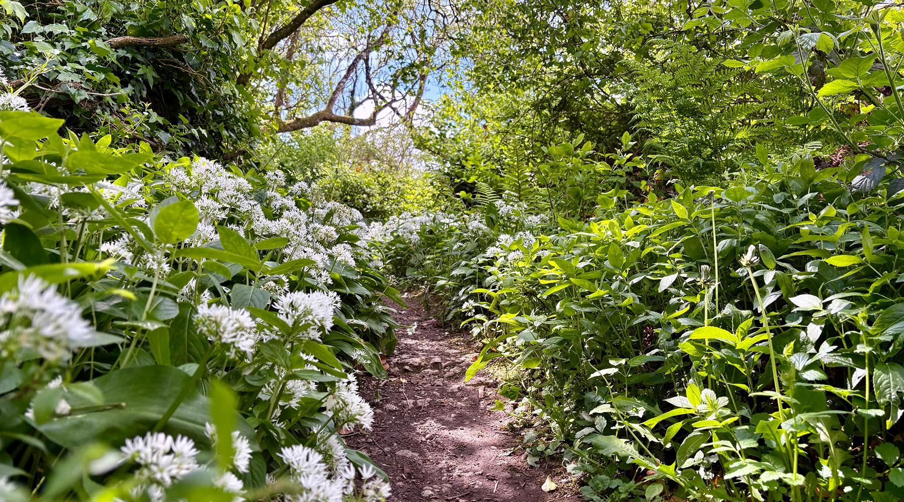 Narrow woodland path winding through dense green foliage, with clusters of small white wildflowers lining both sides