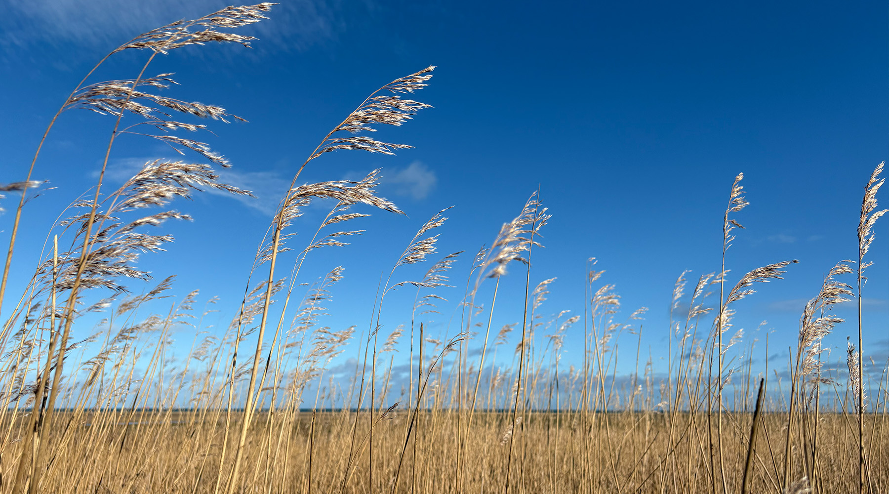 Tall dry reeds bending in the wind under a bright blue sky with scattered clouds, forming a low, open coastal landscape.