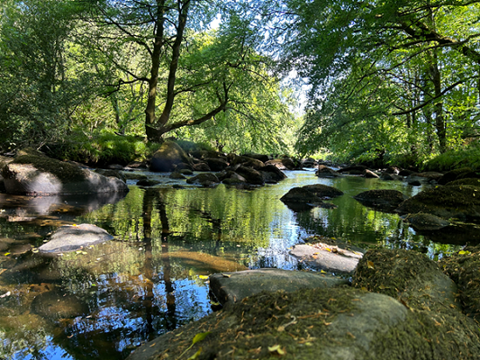 Afon Dwyfor flowing down with beautiful green trees
