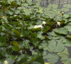Pond